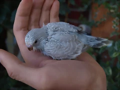 Pollo Gris Alas Claras Pollo Gris Alas Claras
