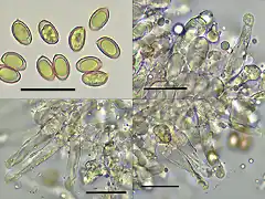 Hebeloma-mesophaeum-micro