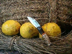 Jarota 2 Jarota 2