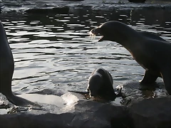 Zoos Wuppertal, Dortmund y Gelsenkirchen 01-10-09 733 Zoos Wuppertal, Dortmund y Gelsenkirchen 01-10-09 733
