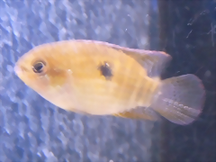 Laetacara dorsigera (5-8-17 Zoo Zajac) Laetacara dorsigera (5-8-17 Zoo Zajac)