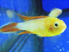Apistogramma agassizii 2 Apistogramma agassizii 2