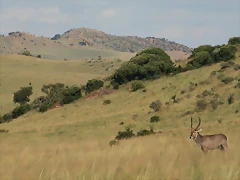 Rhino & Lion Nature Reserve 788 Rhino & Lion Nature Reserve 788