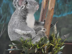 KOALA 10