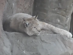 LINCE EUROASIATICO 2