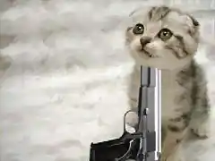 gatinho20suicida