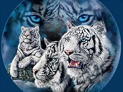 whitetigers1 whitetigers1