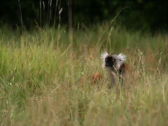 Le Parc des Felins agost 2010 1146 Le Parc des Felins agost 2010 1146