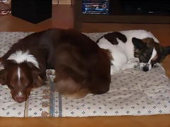 troton2 troton2