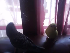 hermosos