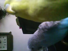 hermosos