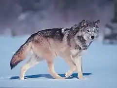 0000005207-wolf00001-004