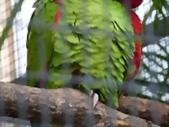 Amazona pretrei Amazona pretrei