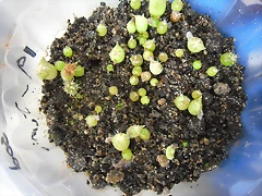 SAM_0072 SAM_0072