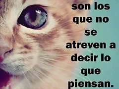DEBILES SON LOS COBARDES DEBILES SON LOS COBARDES