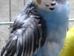 Perico Australiano