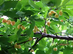 009, cerezas, marca