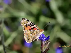 029, mariposa2, marca