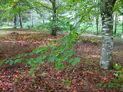 DSCN5804 DSCN5804