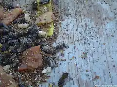caida de varroa con timol en colmena control