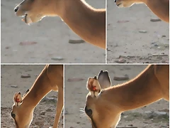 impala_malalta impala_malalta