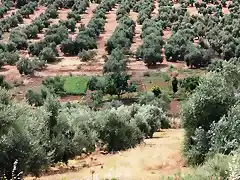 la huerta desde el cerro