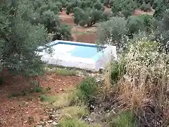 alberca desde las olivas