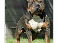 016180_CV3_Remylines-Hammer-Blue-Tri-APBT-Stud