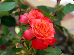IMG_5117 IMG_5117