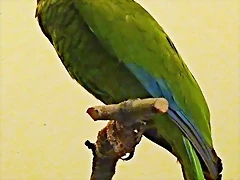 Amazona vittata Amazona vittata