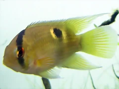 Aequidens maronii Aequidens maronii