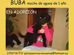 BUBA Cdiz