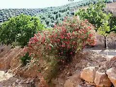 adelfa roja junto al arroyo