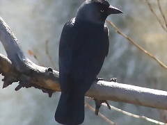 Corvus monedula spermologus (2-3-14 Zaragoza)