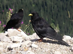 Pyrrhocorax graculus (24-8-12 Nido del ?guila)