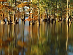 Evening Light on Cypress Trees, Horseshoe Lake, Illinois Evening Light on Cypress Trees, Horseshoe Lake, Illinois