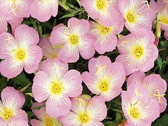 Evening Primrose Evening Primrose