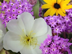 Evening Primrose and Sand Verbena Evening Primrose and Sand Verbena