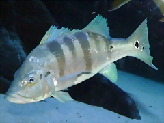 Cichla piquiti Cichla piquiti