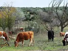 15, vacas en el llano, marca