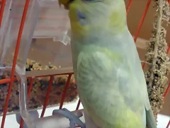 Pericanueva