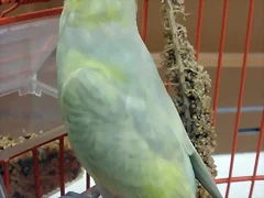 Pericanueva2