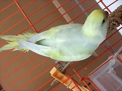 Pericanueva3