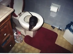 rata_gigante rata_gigante