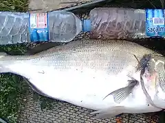 Dorada 5,2 kg 8-8-10.2 Comparada con dos botellas