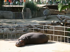 Zoo Barcelona 14-10-07 015 Zoo Barcelona 14-10-07 015