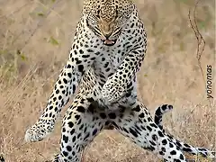 tepaseo-leopardo
