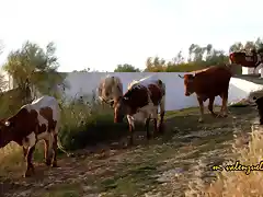 vacas en la fuente del rosal, marca