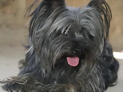 boris2 boris2