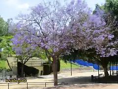 04, jacaranda, marca3